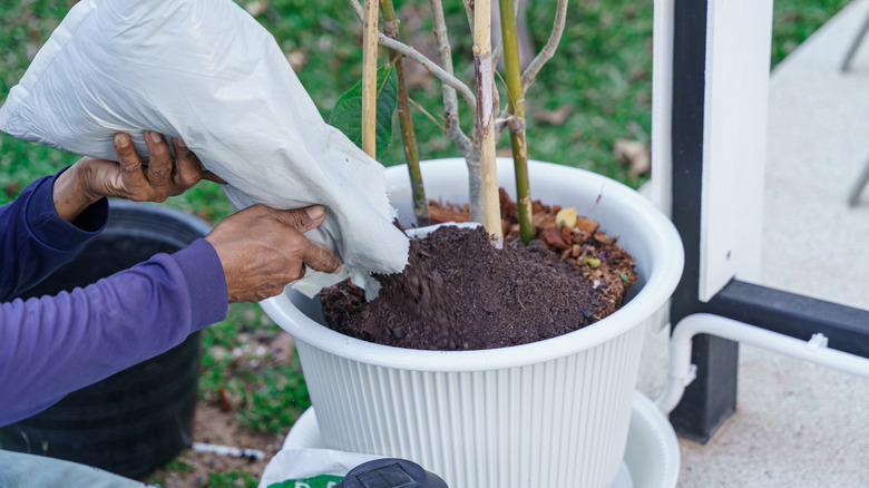 Gardener pouring soil into pot for planting