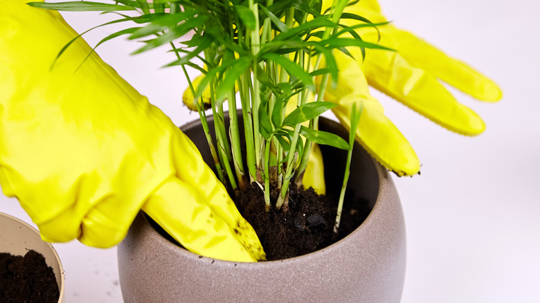 A small parlor palm is being repotted