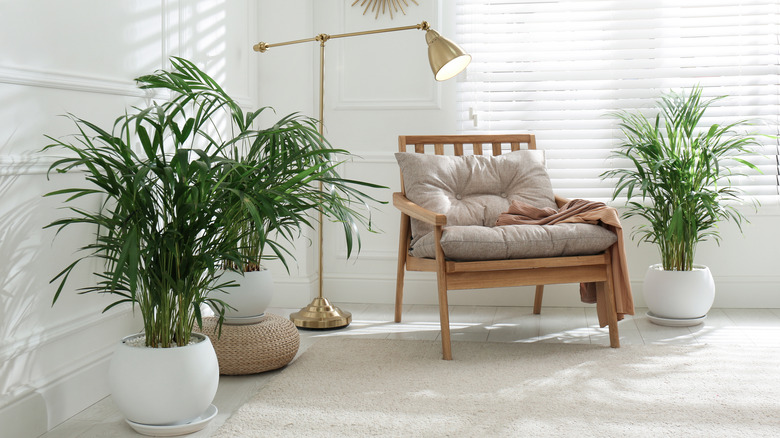 Parlor palms in a modern room with a neutral chair and lamp