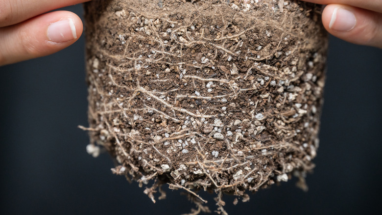 A close up of the soil system of a root-bound plant