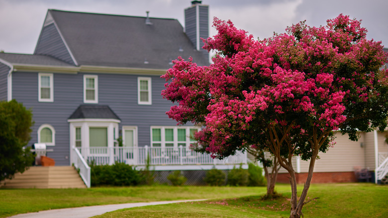 Bright pink crepe myrtle tree in the front yard of a large grey house