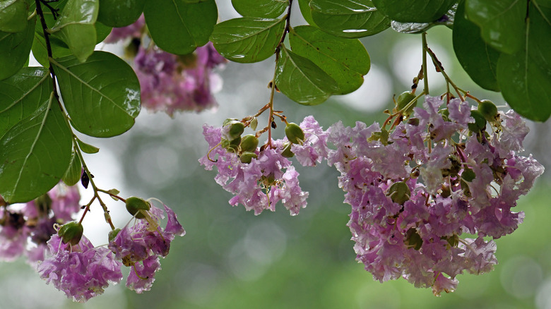 pale purple crepe myrtle blooms and dark green leaves