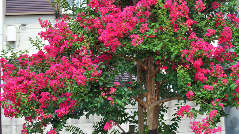 bright pink crepe myrtle tree in bloom