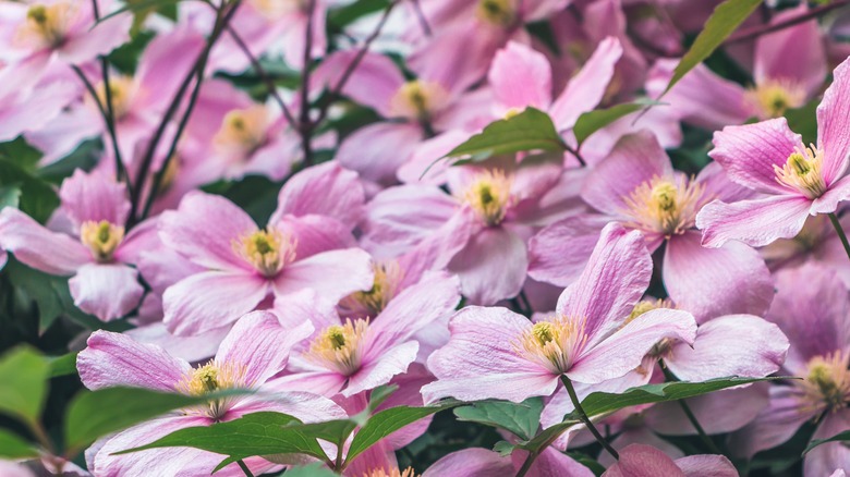 Clematis flowers