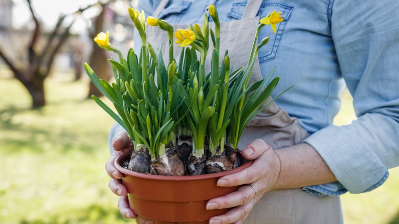 Woman holding daffodils in pot