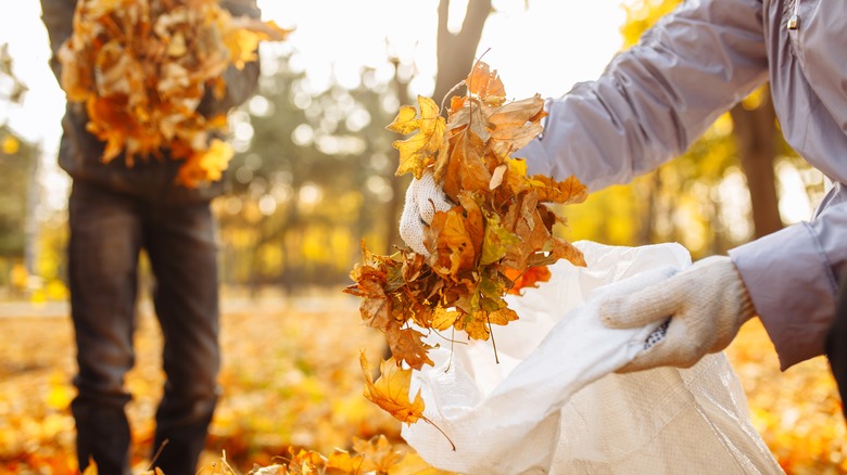 Two people cleaning leaves together