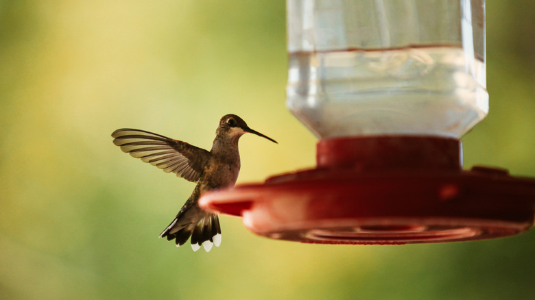 colibrì che vola dall'alimentatore