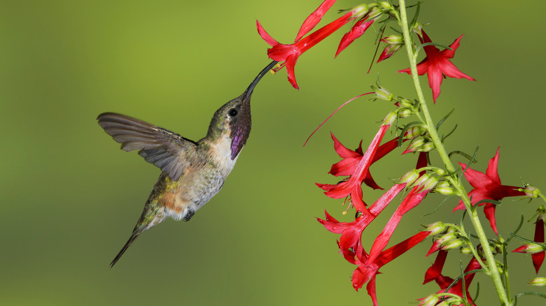 hummingbird drinking from red flower