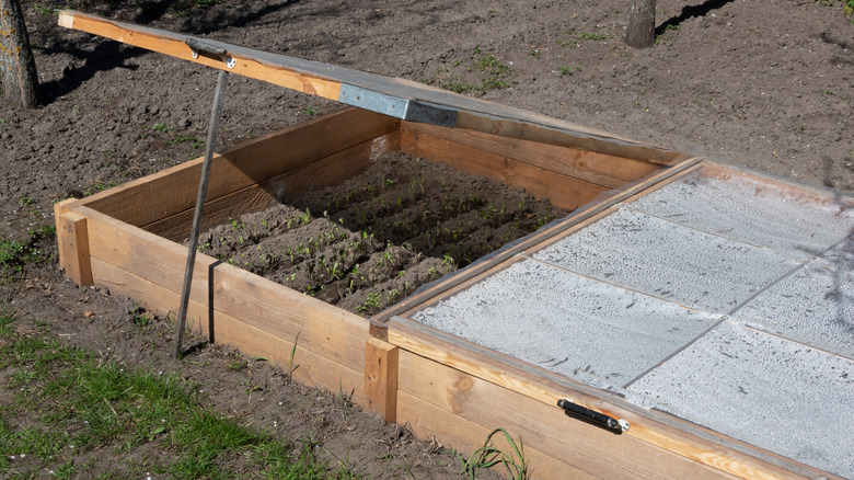 Cold frame with one top open over seedlings and one top closed with condensation in the sun