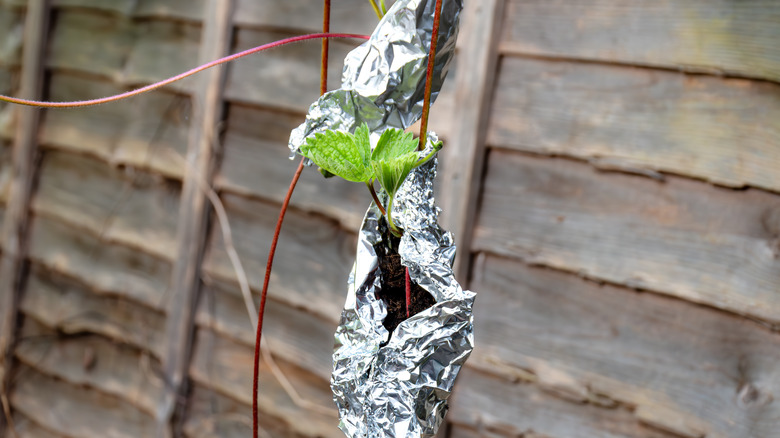 Propagating strawberries using aluminum foil