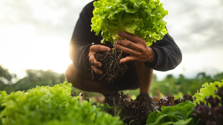 person holding lettuce for planting