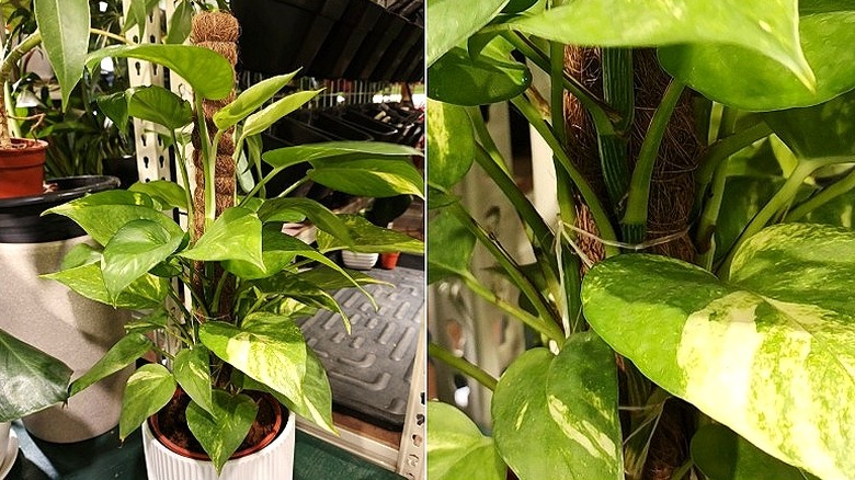 Split image of an indoor pothos plant climbing a moss pole, and a close-up of how the vines are tied to the pole