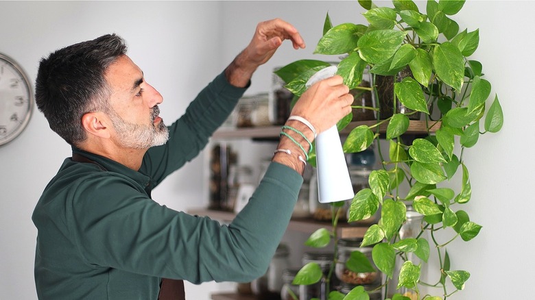 Person in apron spraying water on a green pothos plant indoors with a clock in the background