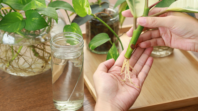 A hand supports the roots of a water propagated houseplant cutting while another holds the cutting itself.