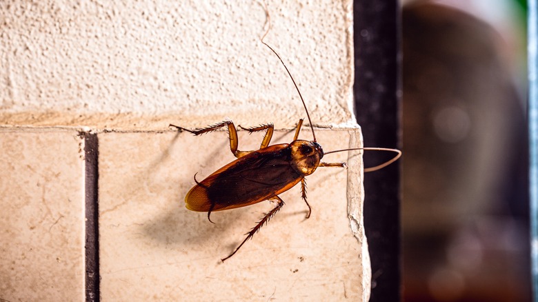 Cockroach climbing on wall