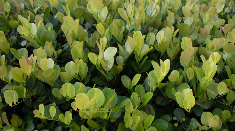 The foliage of a cocoplum shrub.