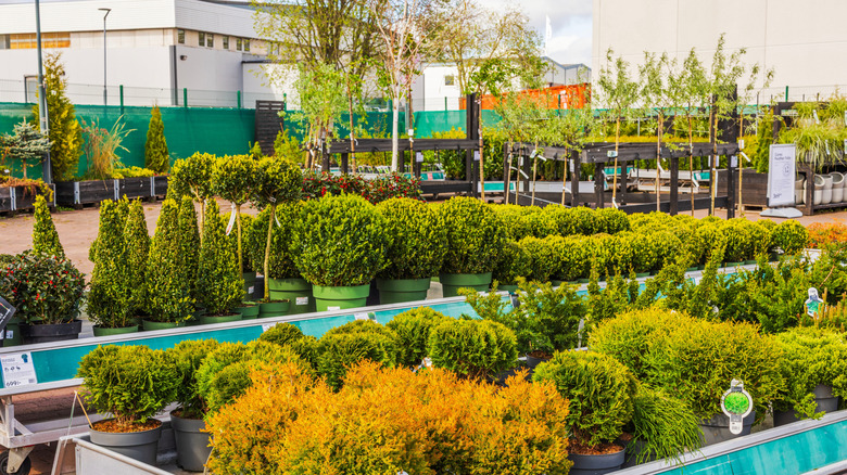 Rows of different hedges in an outdoor garden shop