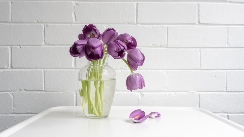 wilting tulips in vase