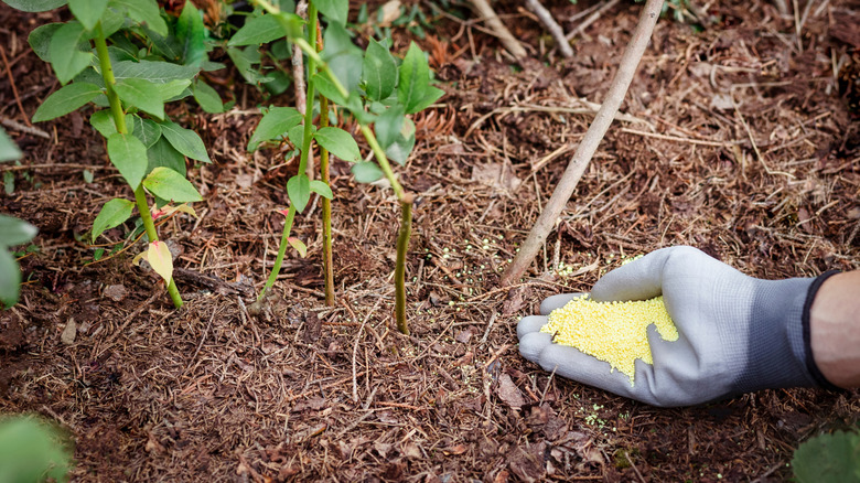 A gardener prepares to spread a handful of elemental sulfur around his plants.