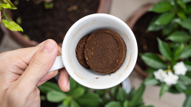 A gardener holds a cup of used coffee grounds over various potted flowers.