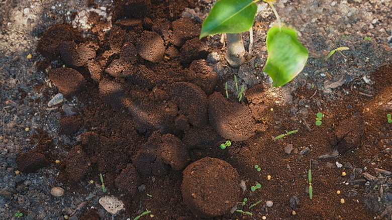 Piles of used coffee grounds are spread around a garden bed.