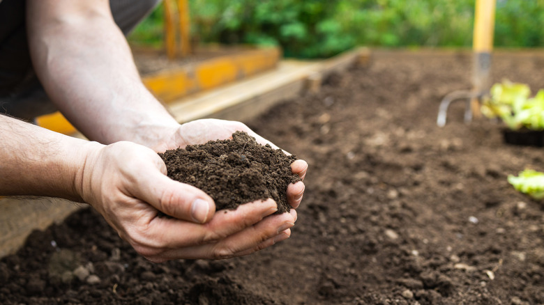 Close-up of a man's hands holding wet fertile soil.