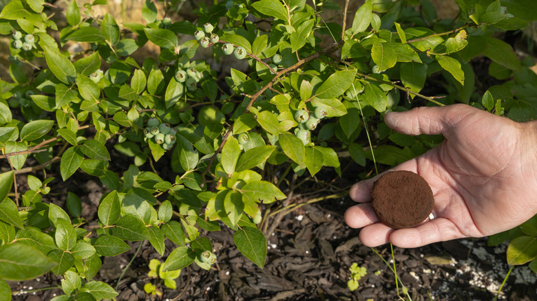 Gardener adding coffee grounds to the soil to improve it's texture