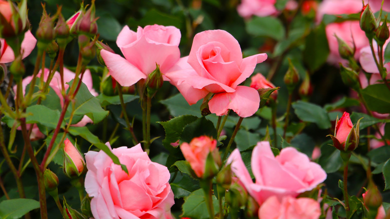 Pink roses in various stages of bloom, with some flowers open and some in the bud stage