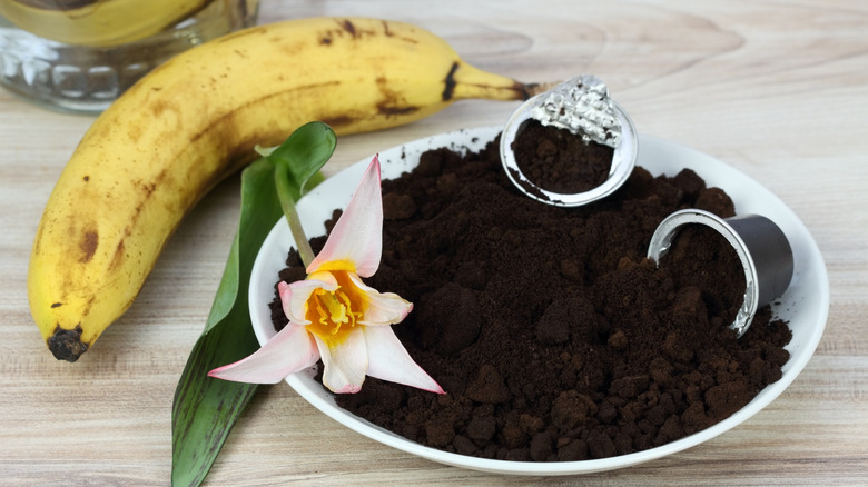 Coffee grounds from espresso coffee capsules and banana peels for better growing.