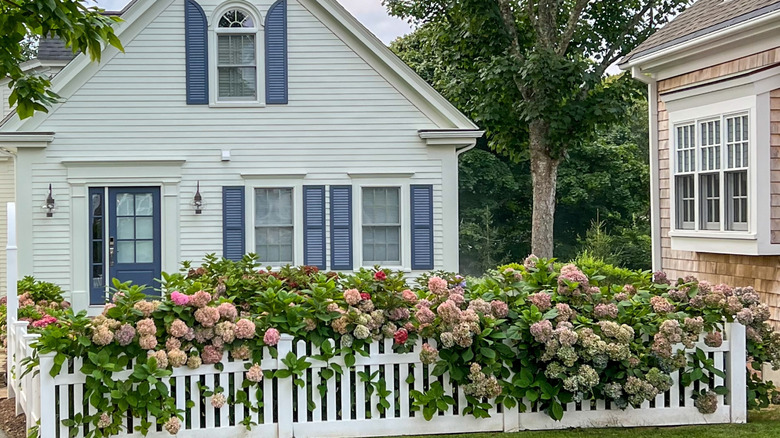 Hydrangeas growing outside a house with a white picket fence in front of them.