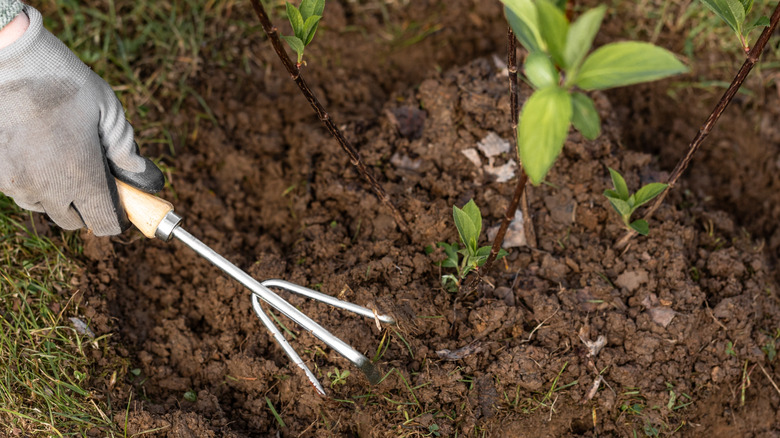 Gardener loosening soil around a hydrangea in spring garden using hand fork.