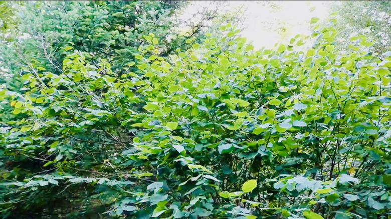 A thicket of beaked hazelnut (Corylus cornuta) trees