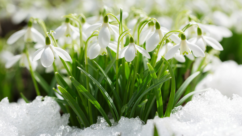 A cluster of snowdrops in full bloom, surrounded by icy snow.