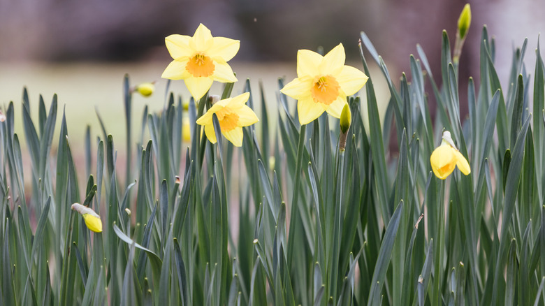 Yellow daffodils buds and blooms in winter.