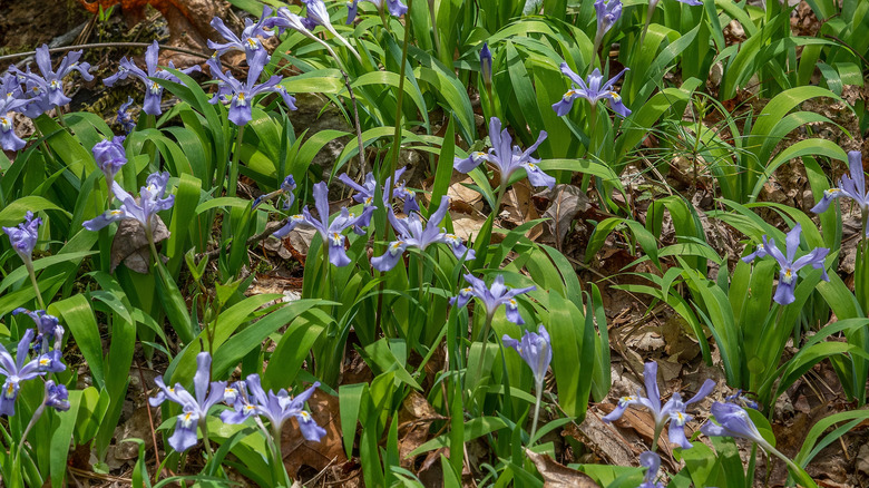 A patch of dwarf crested iris growing in late autumn among dead leaves.