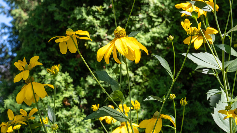Bright, yellow green-head coneflowers standing tall against a backdrop of trees.