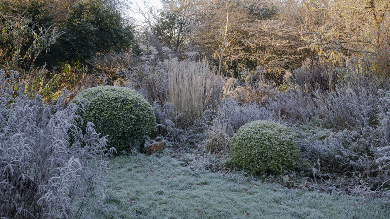 A corner of a garden covered in the frost of winter.