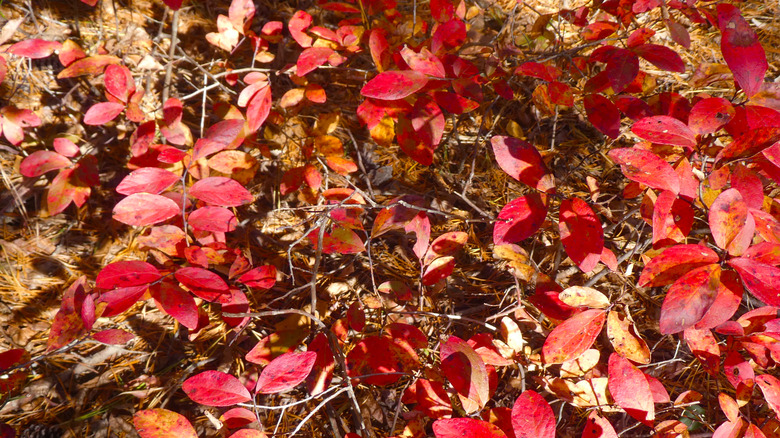 The red leaves and dark stems of the lowbush blueberry plant.