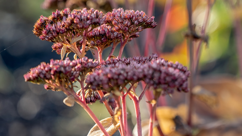 Matrona stonecrop in winter, showing its leaves turning bronze.