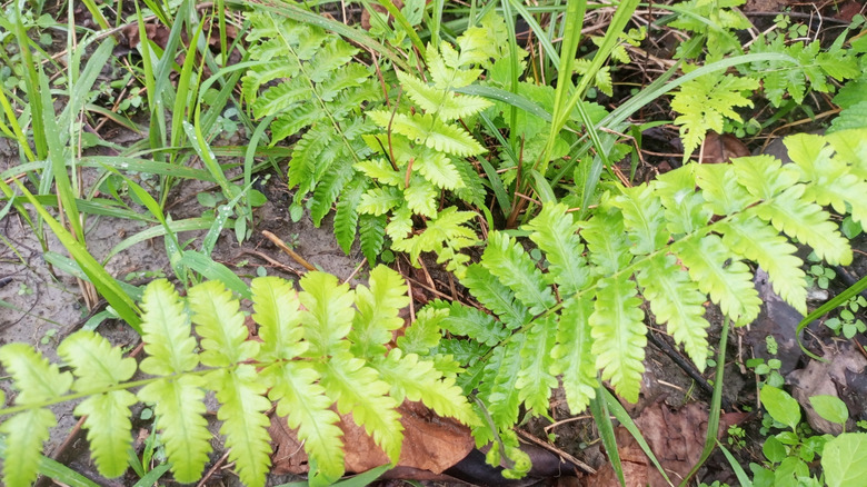 The delicate fronds of the New York fern covering a patchy section of land.