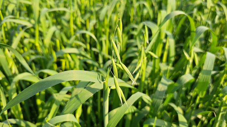 Green oat plants