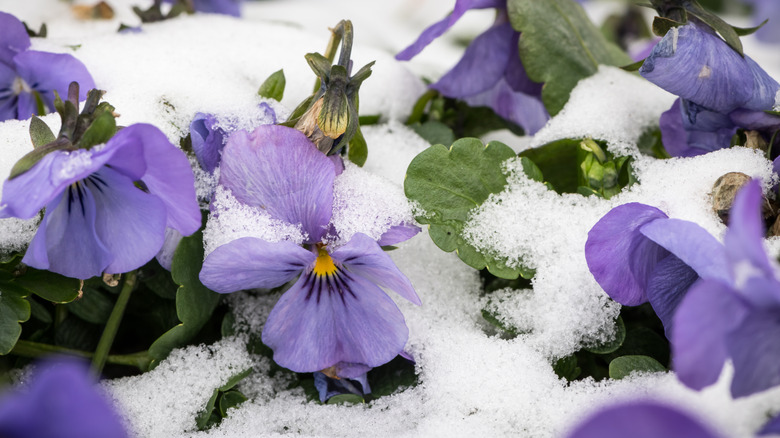 Purple faced pansies growing in the snow.