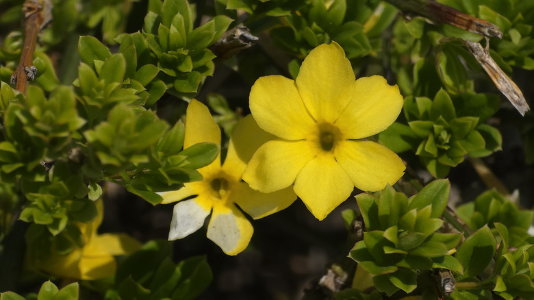 The sunny yellow flowers of the winter jasmine.