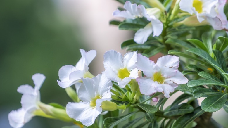 White jasmine flowers