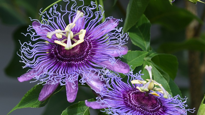 Maypop flowers