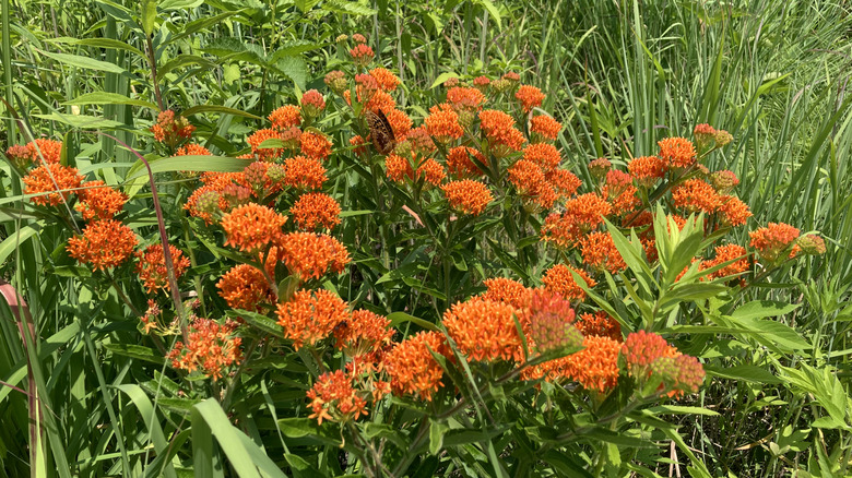 Clusters of orange butterfly weed flowers growing in tall grass
