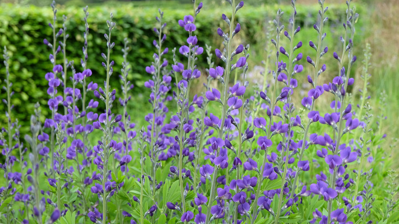 Blue false indigo flowers and plants growing in a field