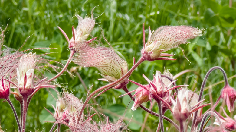 Pink prairie smoke flower seed heads in a garden