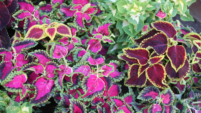 Colorful Plants To Grow In Your Garden That Aren't Flowers