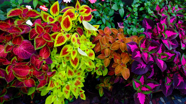 different colorful varieties of coleus plant